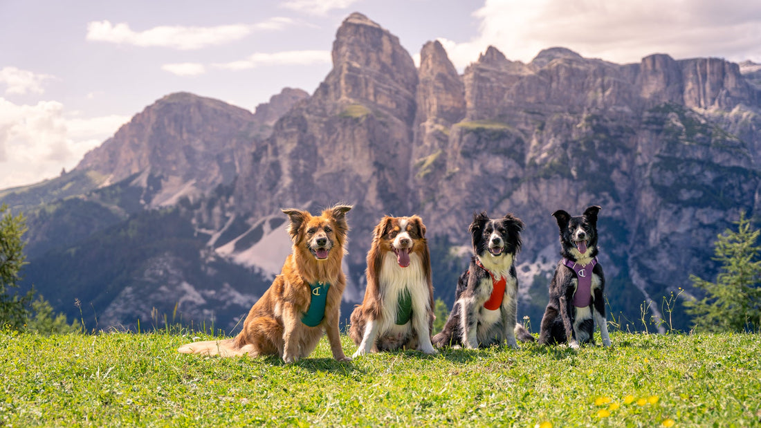Meet Our Four-Legged Team 🐾
