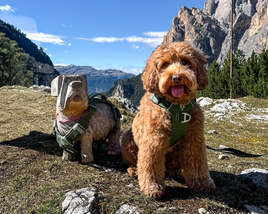 Pettorina Dolomitic™