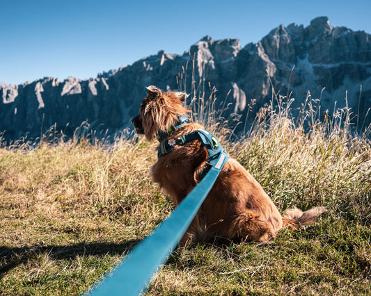 Guinzaglio Dolomitic™