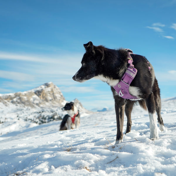 Dolomitic™ Harness Blueberry