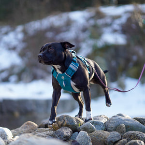 Dolomitic™ Harness Lake Blue