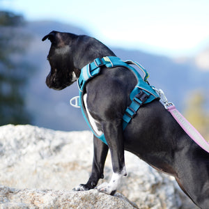 Dolomitic™ Harness Lake Blue