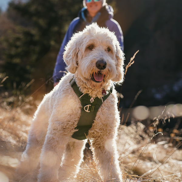 Dolomitic™ Harness Alpine Green
