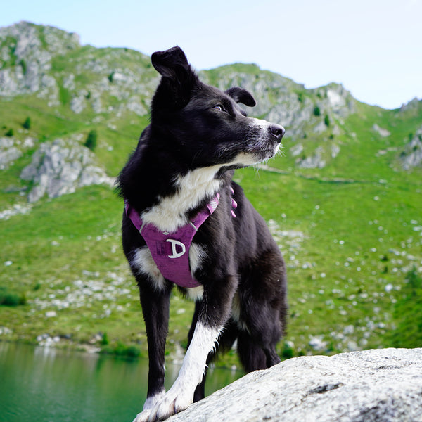 Dolomitic™ Harness Blueberry