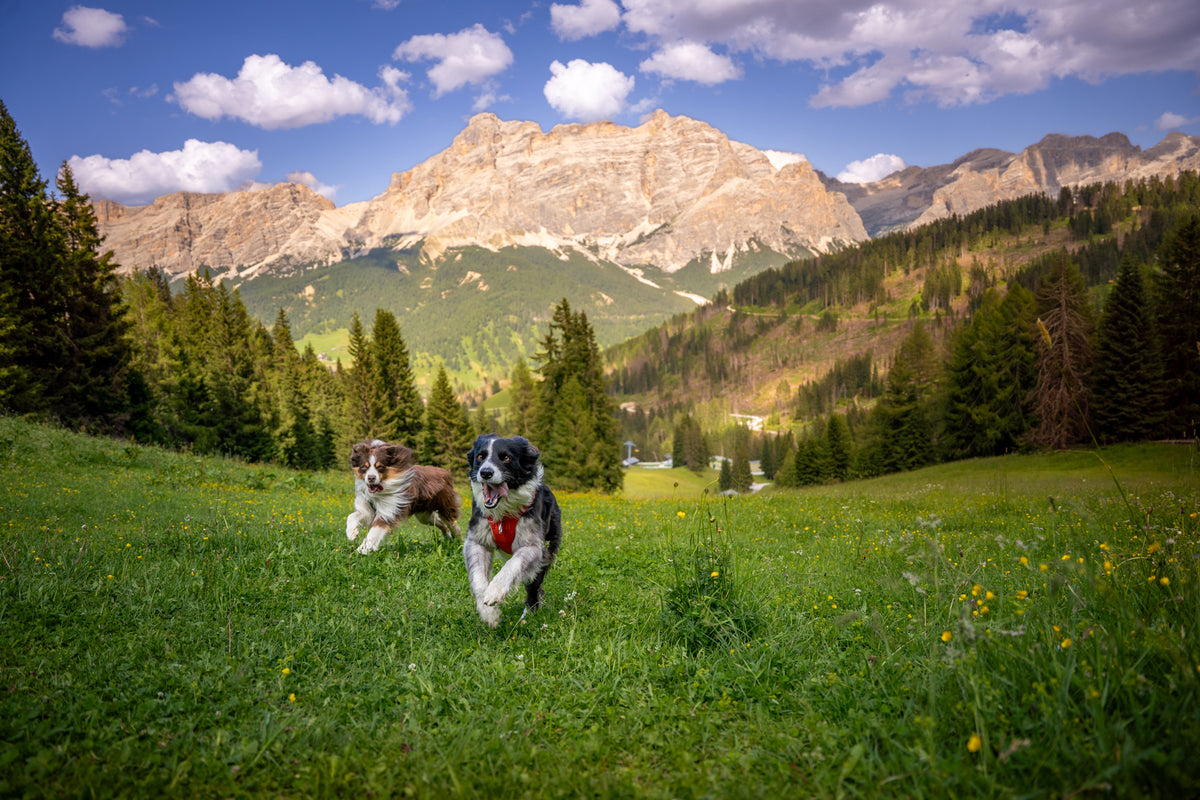 Two dogs running through a meadow in the Dolomites