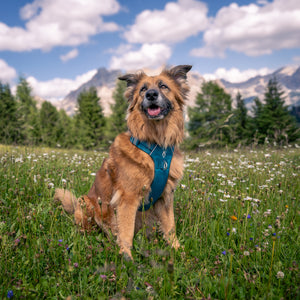 Dolomitic™ Harness Lake Blue