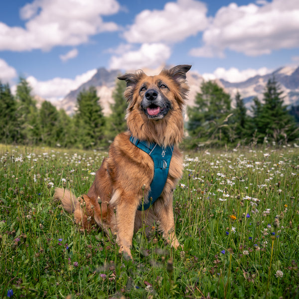 Dolomitic™ Harness Lake Blue