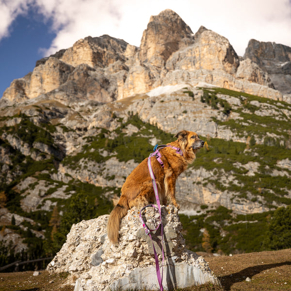 Dolomitic™ Harness Blueberry