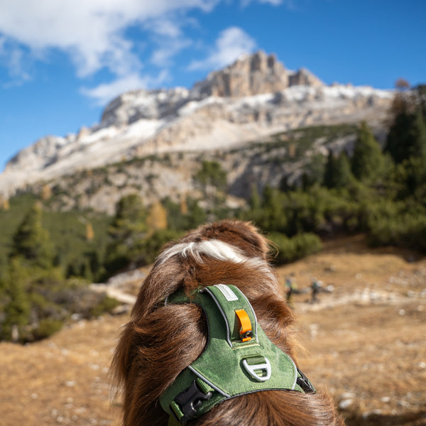 Dolomitic™ Harness Alpine Green