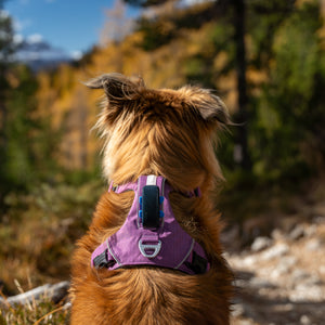 Dolomitic™ Harness Blueberry