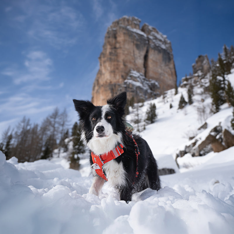 Un border collie con la pettorina Sunset nella neve, sotto una torre di roccia