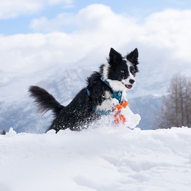 Border Collie wearing the Sunset harness in front of the Tre Cime