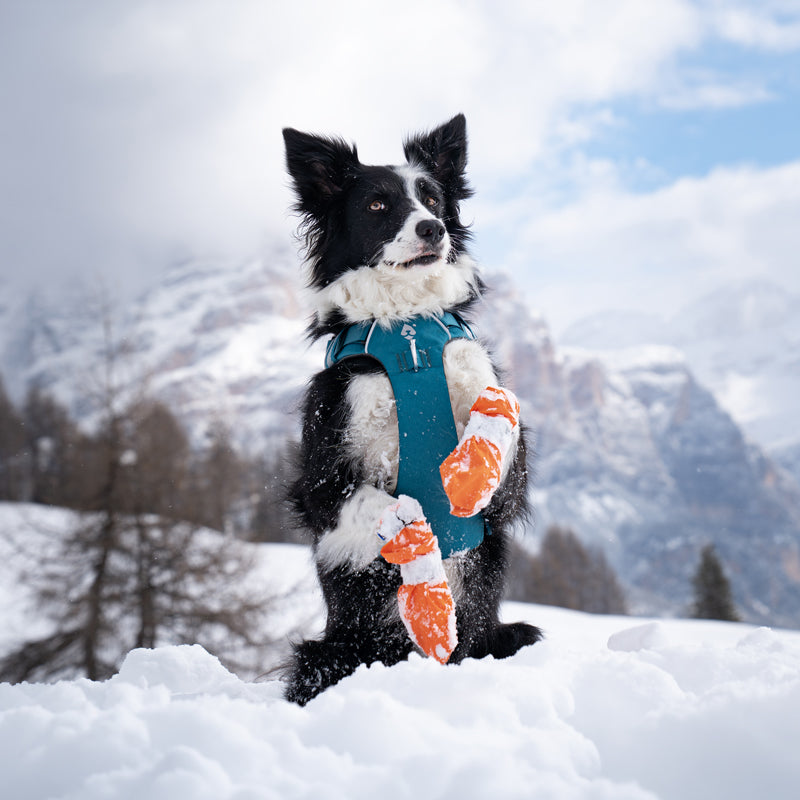 Border Collie wearing the Blueberry harness in the snow