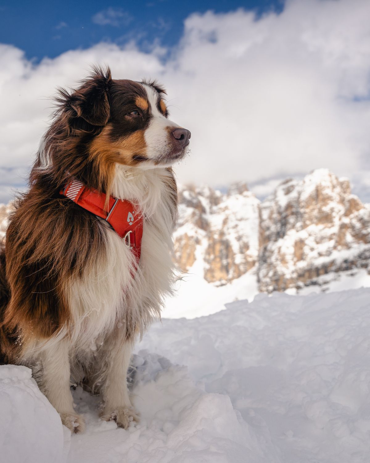 Australian Shepherd wearing the Sunset harness in the snow