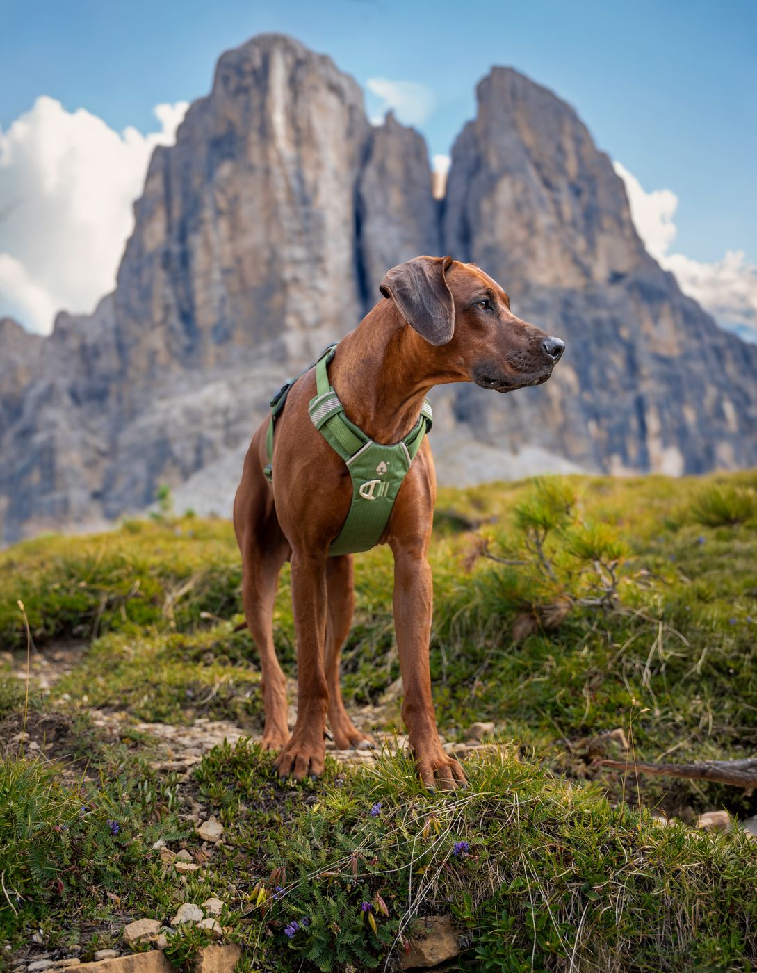 Dog wearing the Alpine harness in front of the Dolomites