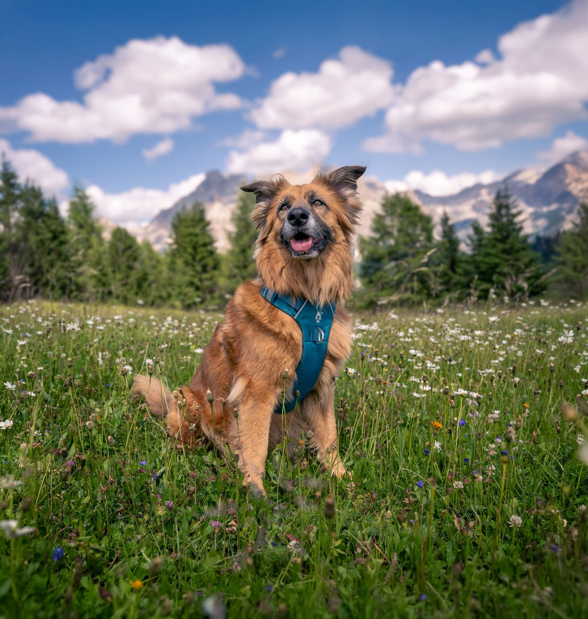 Dog wearing the Lake harness sitting among mountain flowers
