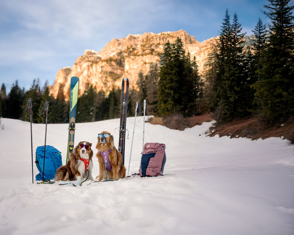 Two dogs next to skis and backpacks in the snow