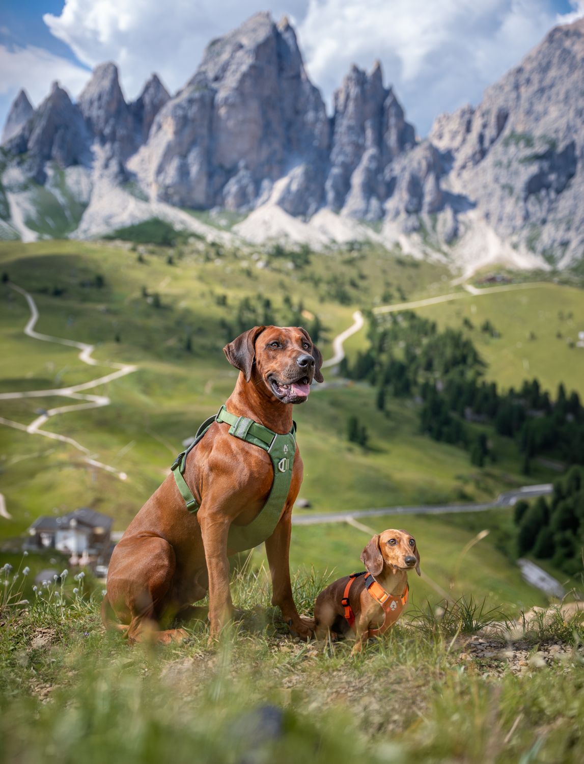 Two dogs wearing harnesses on a mountain meadow