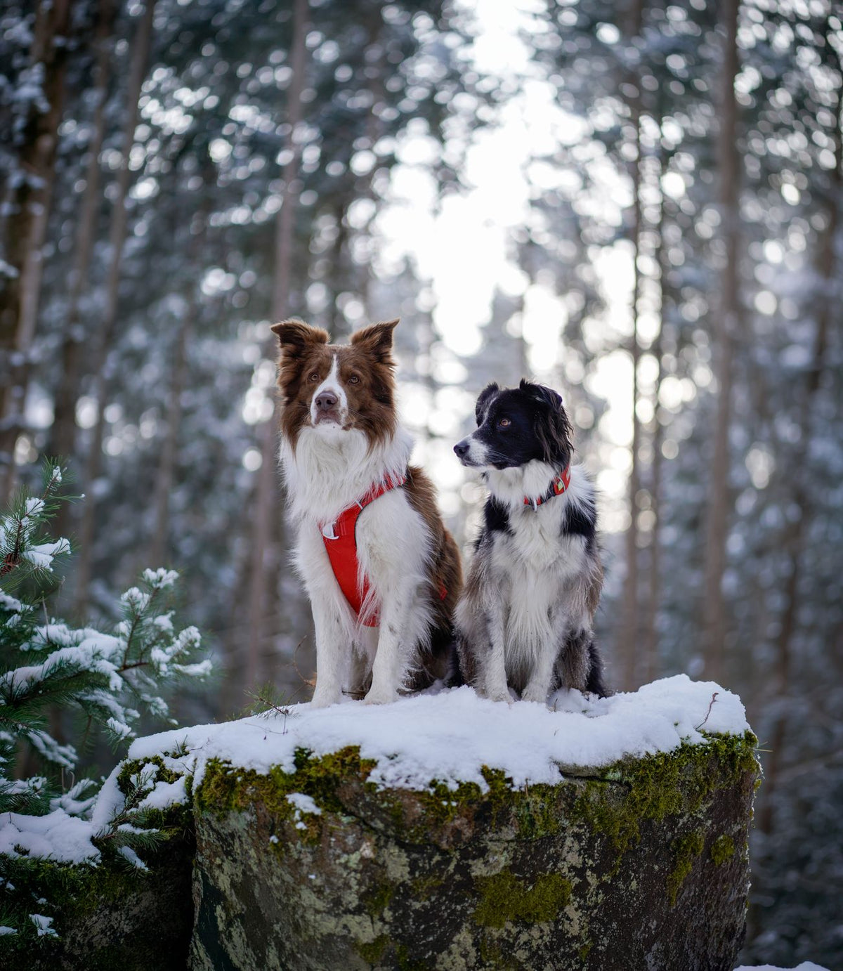 Two Border Collies wearing harnesses in a snowy forest