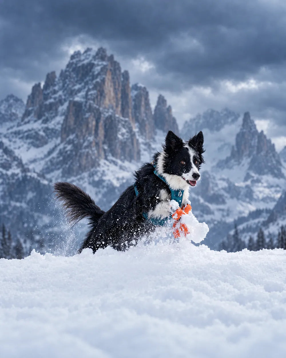 Un border collie con la pettorina Lake nella neve, sotto le Dolomiti d'inverno